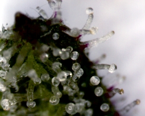 Trichomes_on_a_Cannabis_Sativa_Flower