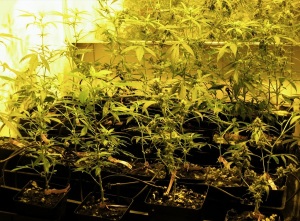 esempio problemi comuni crescita cannabis