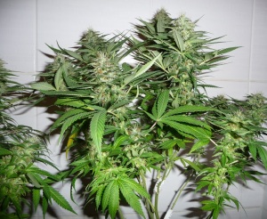 Cannabis_sativa_fioritura