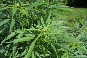 Cannabis_sativa_plant_(4)