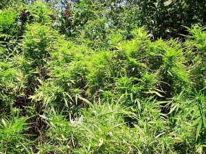Cannabis giardino crescita