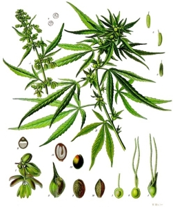 Cannabis_sesso
