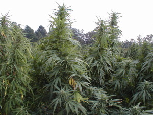 Coltivare Marijuana e Cannabis