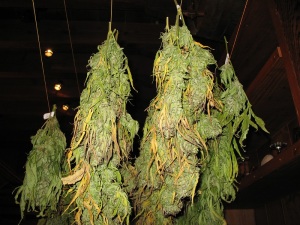Problemi essicazione Cannabis