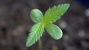 Coltivazione erba - Esempio di germinazione cannabis