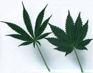 Problemi marijuana foglie